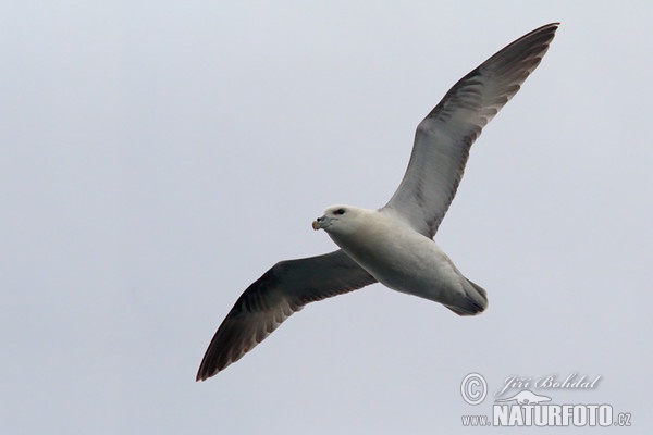 Fulmar (Fulmarus glacialis)