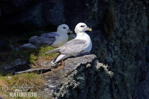 Fulmar (Fulmarus glacialis)