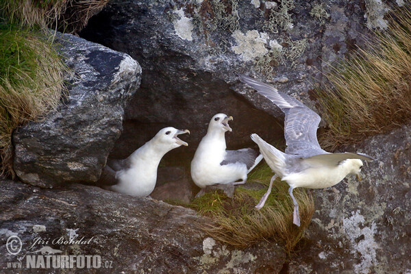 Fulmar (Fulmarus glacialis)