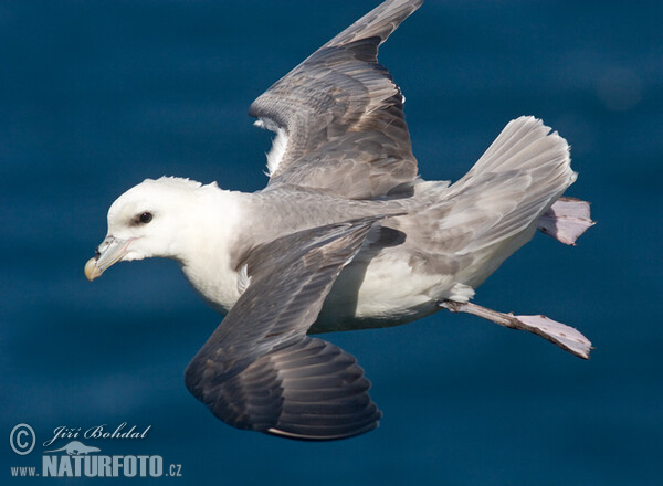 Fulmar (Fulmarus glacialis)