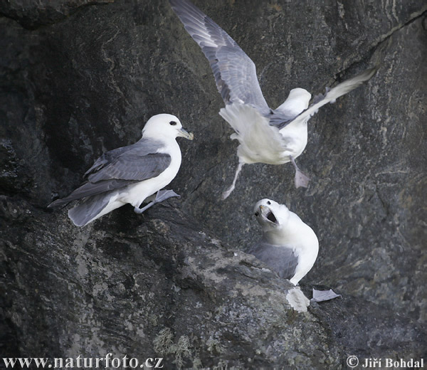 Fulmar boreal