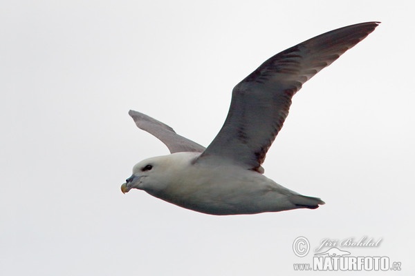 Fulmar zwyczajny