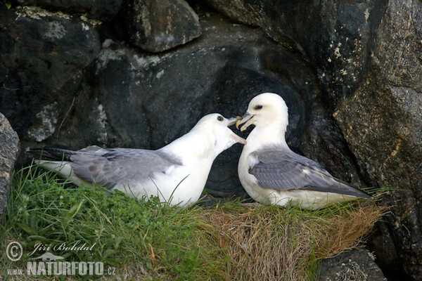 Fulmar zwyczajny