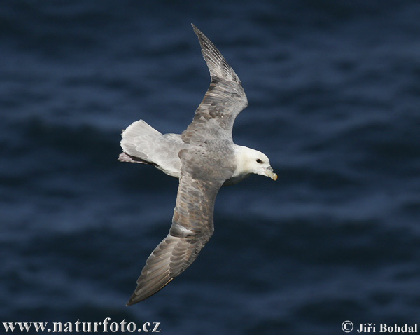 Fulmar zwyczajny