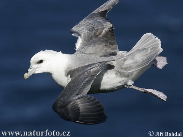 Fulmarus glacialis