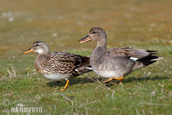 Gadwall (Anas strepera)