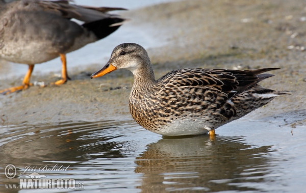 Gadwall (Anas strepera)