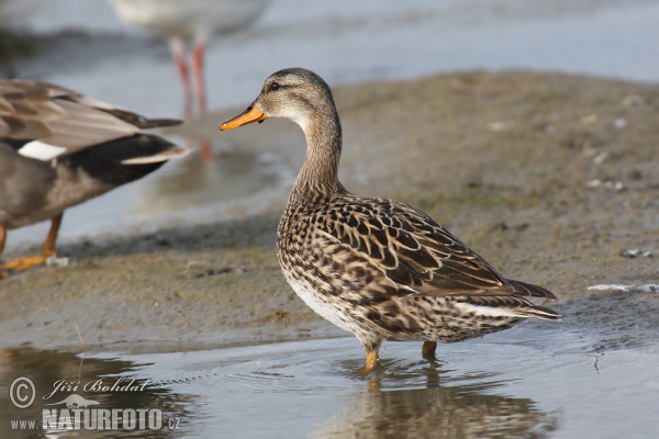 Gadwall (Anas strepera)