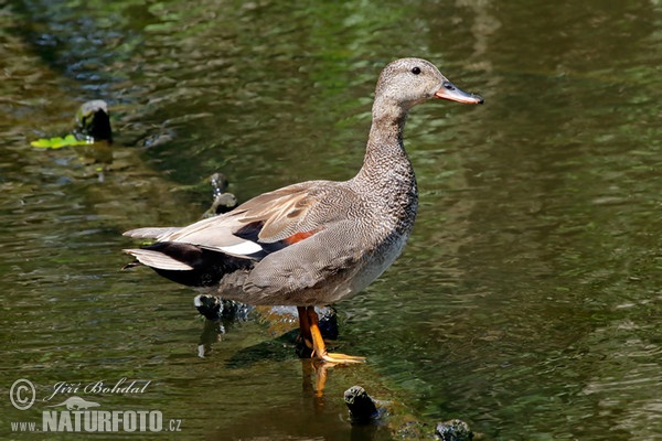 Gadwall (Anas strepera)