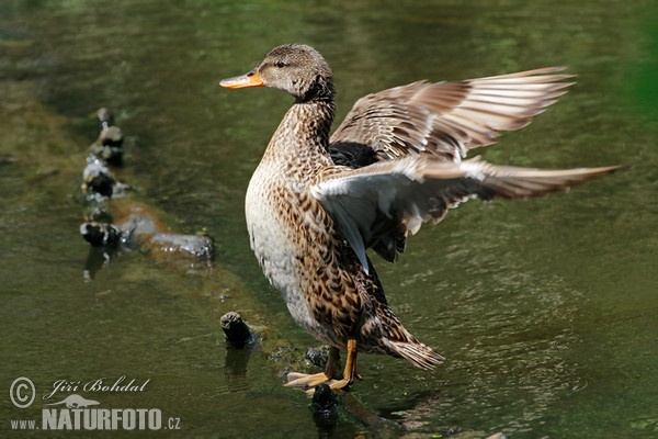 Gadwall (Anas strepera)