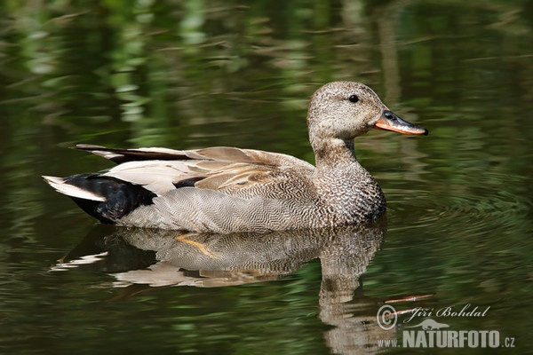 Gadwall (Anas strepera)