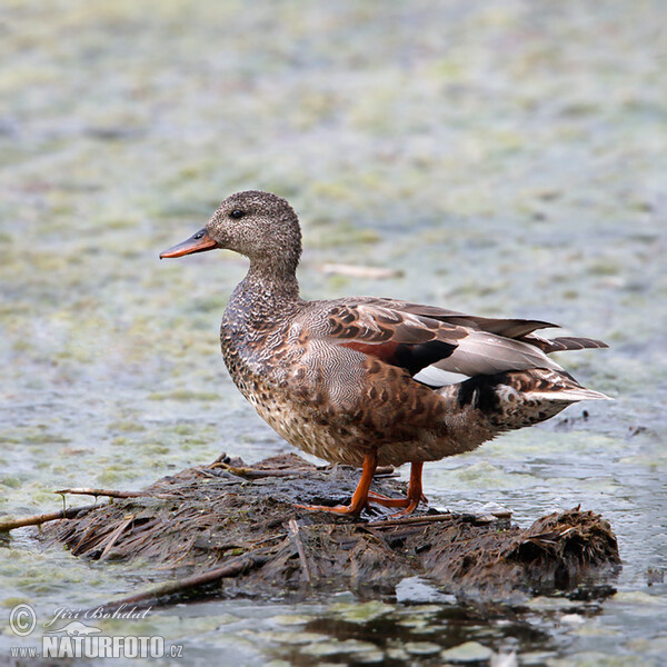 Gadwall (Anas strepera)