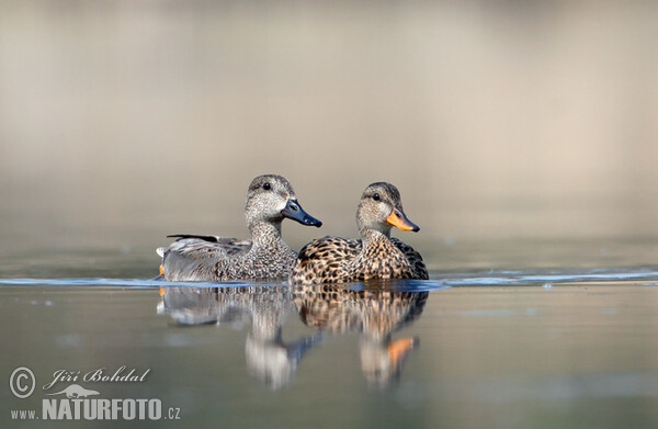 Gadwall (Anas strepera)