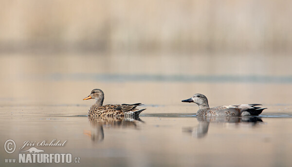 Gadwall (Anas strepera)