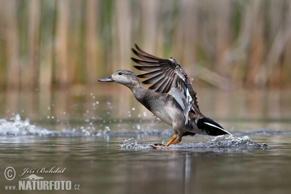 Gadwall (Anas strepera)