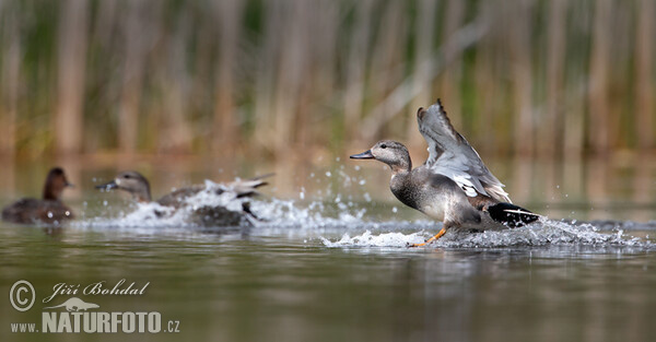 Gadwall (Anas strepera)