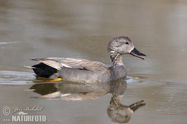 Gadwall (Anas strepera)