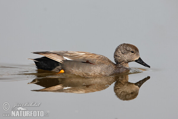 Gadwall (Anas strepera)