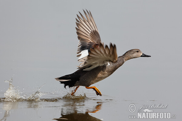 Gadwall (Anas strepera)