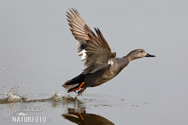 Gadwall (Anas strepera)