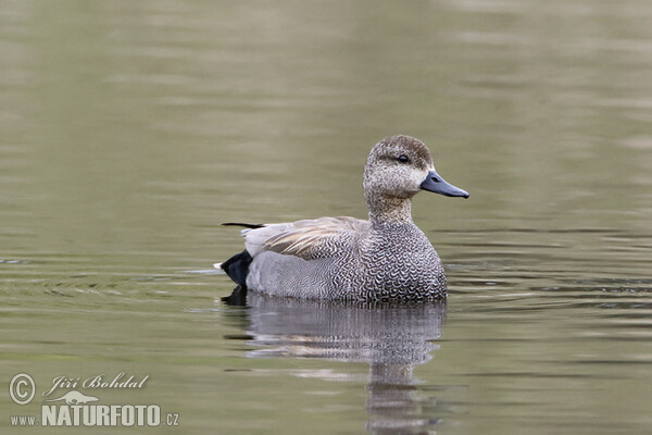 Gadwall (Anas strepera)