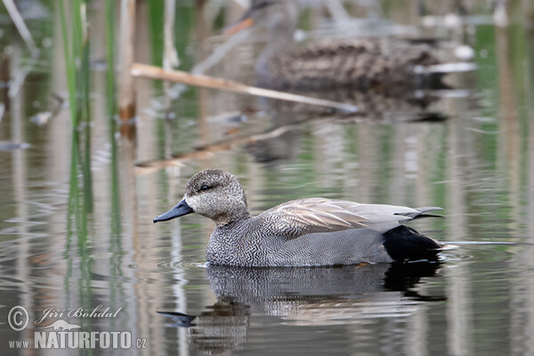 Gadwall (Anas strepera)