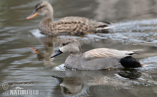 Gadwall (Anas strepera)