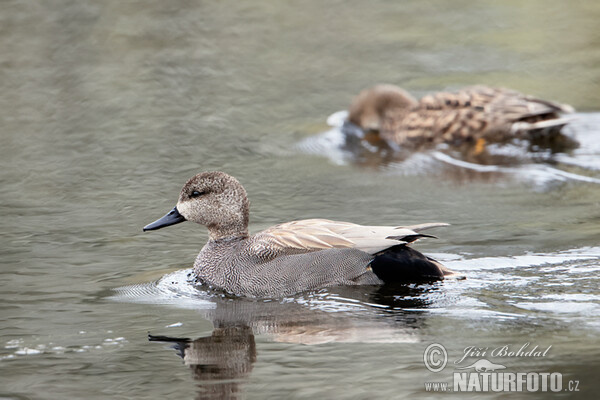 Gadwall (Anas strepera)