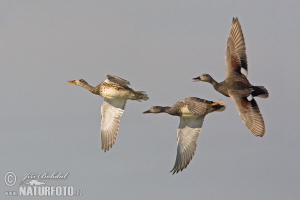 Gadwall (Anas strepera)