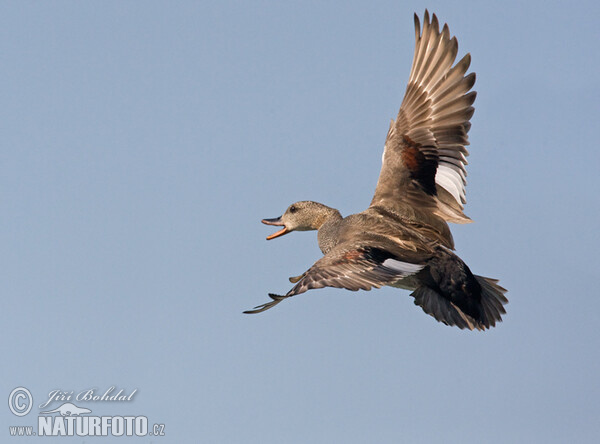 Gadwall (Anas strepera)