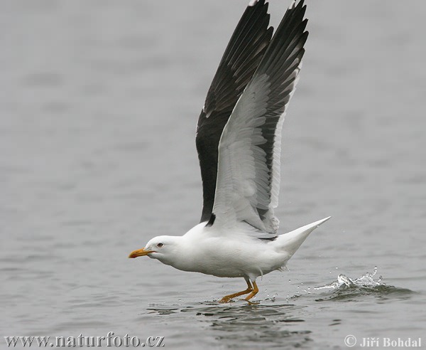 Gaivota-de-asa-escura