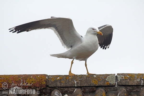 Gaivota-de-asa-escura