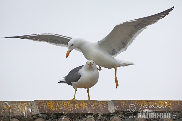 Gaivota-de-asa-escura