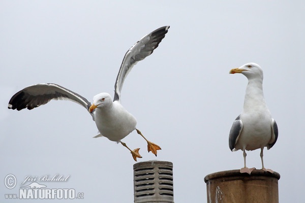 Gaivota-de-asa-escura