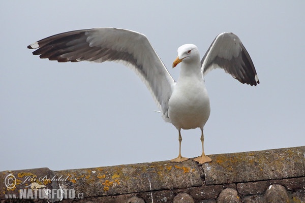 Gaivota-de-asa-escura