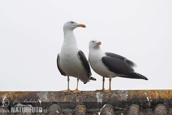 Gaivota-de-asa-escura