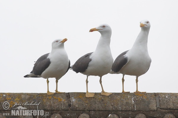 Gaivota-de-asa-escura