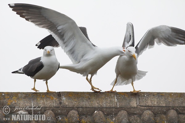 Gaivota-de-asa-escura