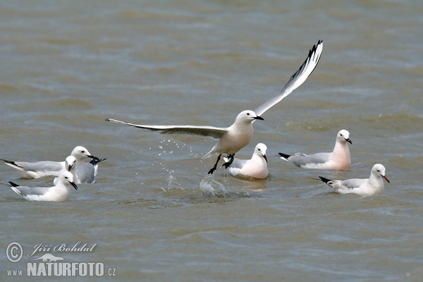 Gaivota-de-bico-fino