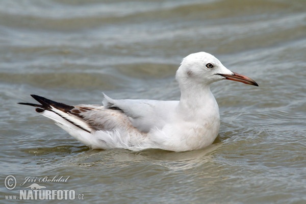 Gaivota-de-bico-fino