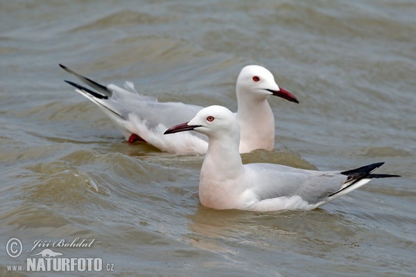 Gaivota-de-bico-fino