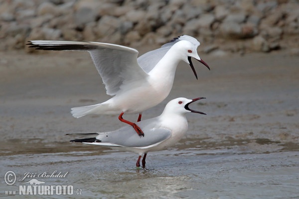 Gaivota-de-bico-fino