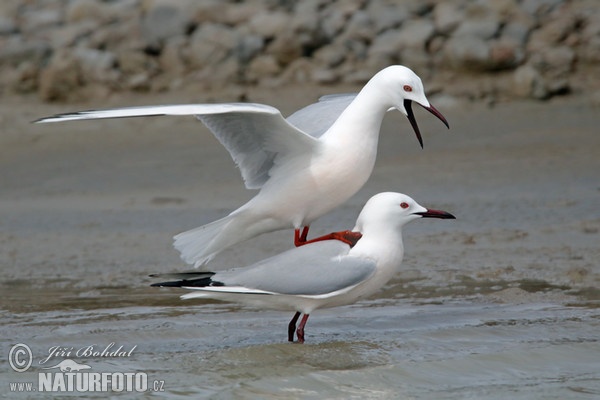 Gaivota-de-bico-fino