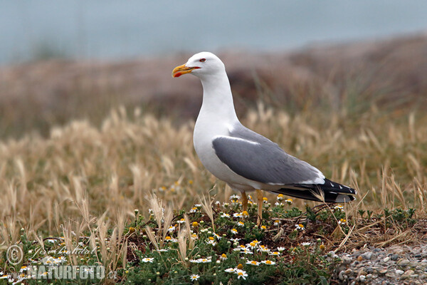 Gaivota-de-patas-amarelas