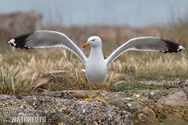 Gaivota-de-patas-amarelas