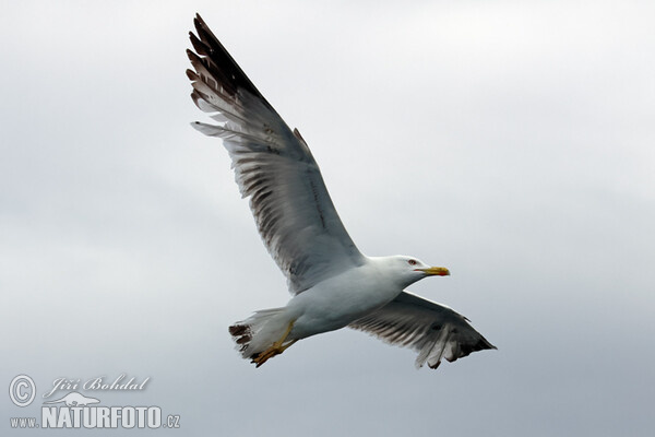 Gaivota-de-patas-amarelas