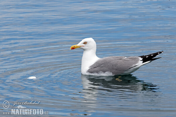 Gaivota-de-patas-amarelas