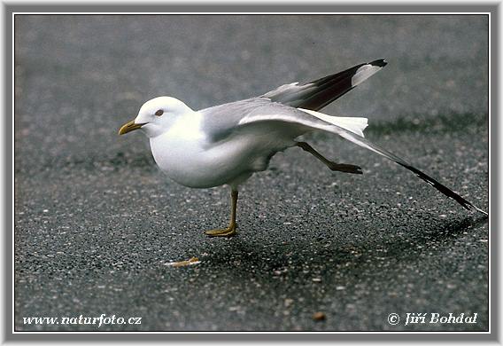 Gaivota-parda