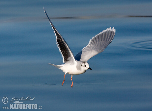 Gaivota-pequena