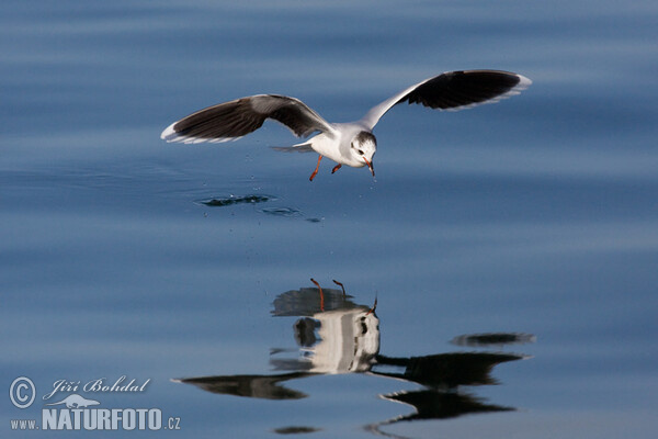 Gaivota-pequena